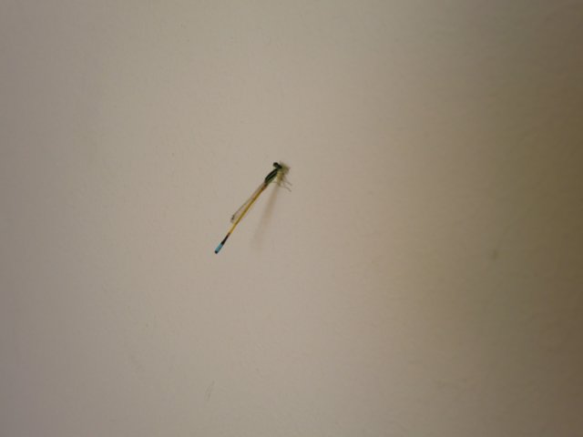 photo29.jpg