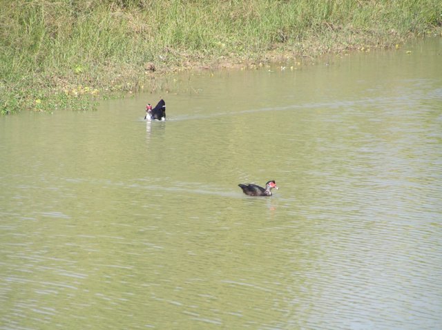 photo42.jpg