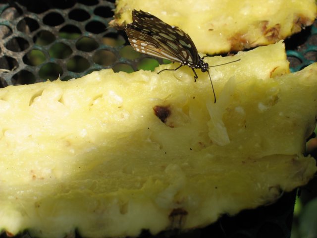 photo78.jpg