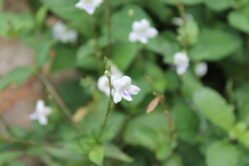 photo35.jpg