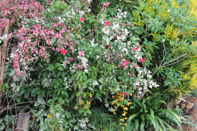 photo62.jpg