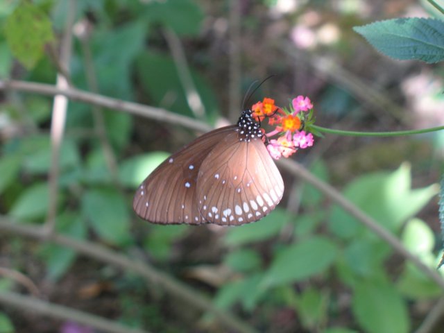 photo96.jpg